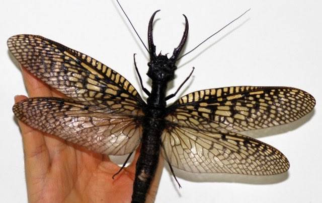 Officially the world's largest insect, the Giant Dobsonfly was <a href="https://www.viralnova.com/worlds-largest-insect/" target="_blank">found in China</a> and now resides in your nightmares.