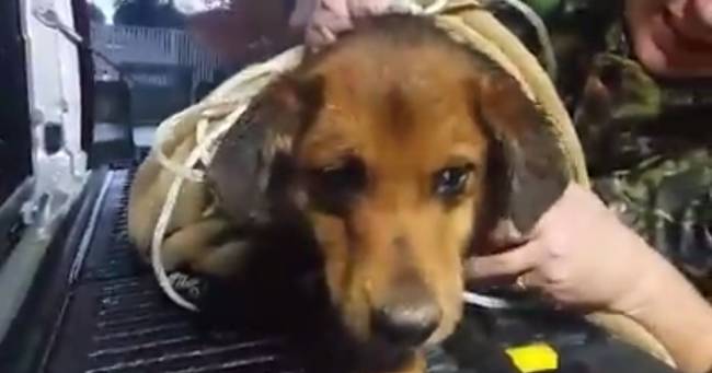 This poor puppy looks so shaken. I can't say that I blame them. I don't know what I'd do if I had to walk around with a jug like that on my head for two months. I definitely wouldn't be this calm and collected, that's for sure.