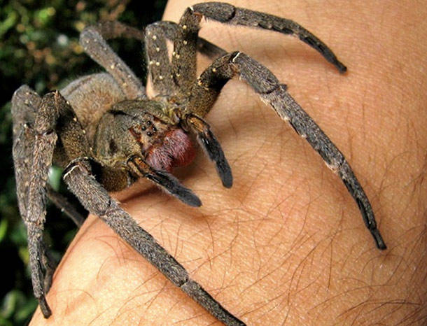 Brazilian Wandering Spider