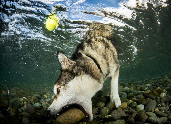 1.) This dog is playing fetch wrong, but I want to see what happens next.