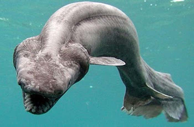 1.) Frilled Shark.