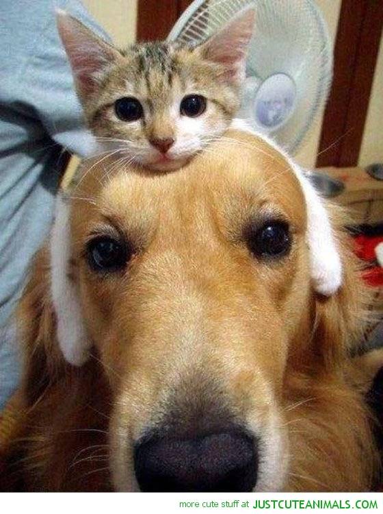 "I'm going to be your hat for today if that's cool with you."