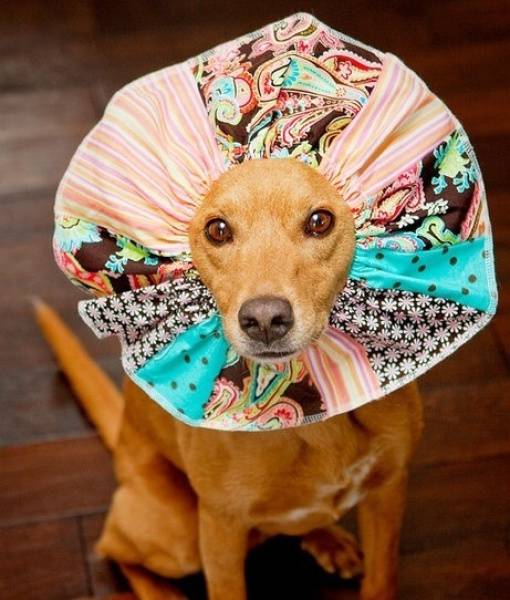 3.) This dog went to fashion school.