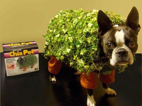 The Chia Pet.