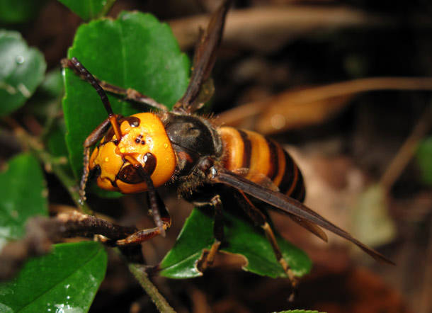 Asian Giant Hornet