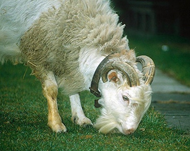 2.) The sheep-goat is a cross between a sheep and a goat. It was probably made as a concession of peace in the eternal war between sheep and goats.