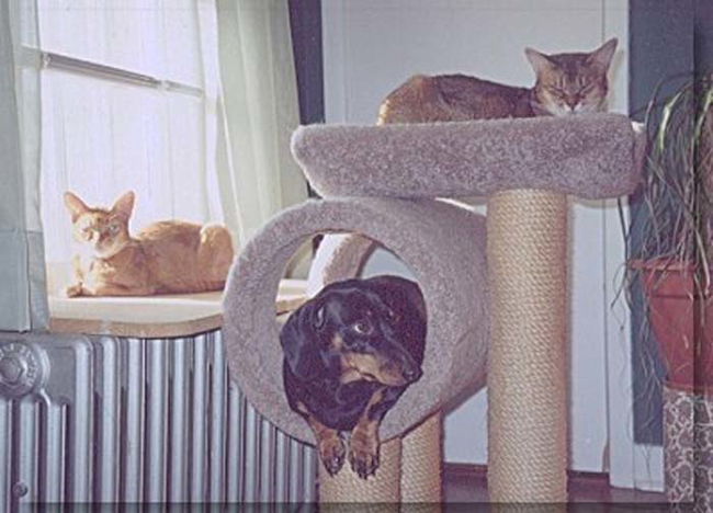 17.) The cat tree tubes were basically made for wiener dogs.