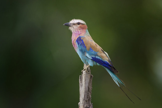 2.) Lilac-Breasted Roller