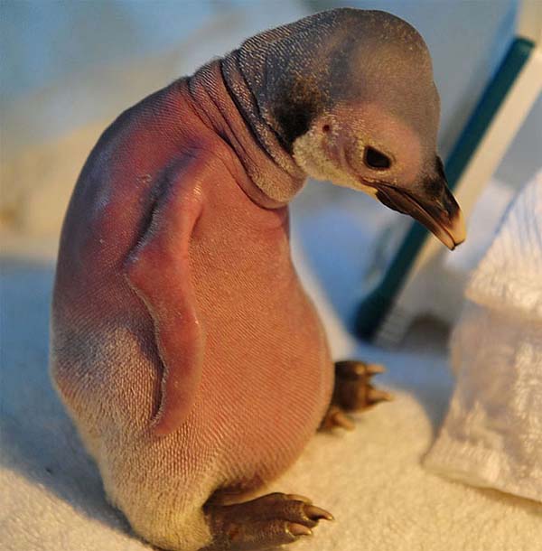 8.) Penguins: This bald penguin was rejected by its mother for not having a fluffy coat at a Chinese aquarium.