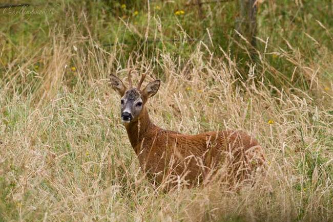 Only male roe deer grow antlers. Deformed antlers are actually common within the species. Usually the deformities are caused by an injury early in life while antlers are still developing.