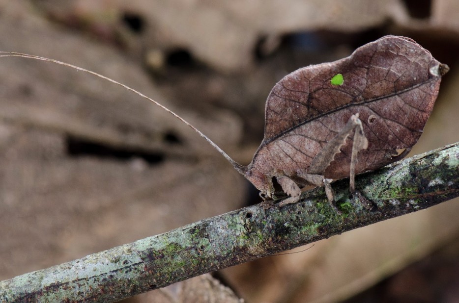 Leaf Bug (mimicking a dead leaf)