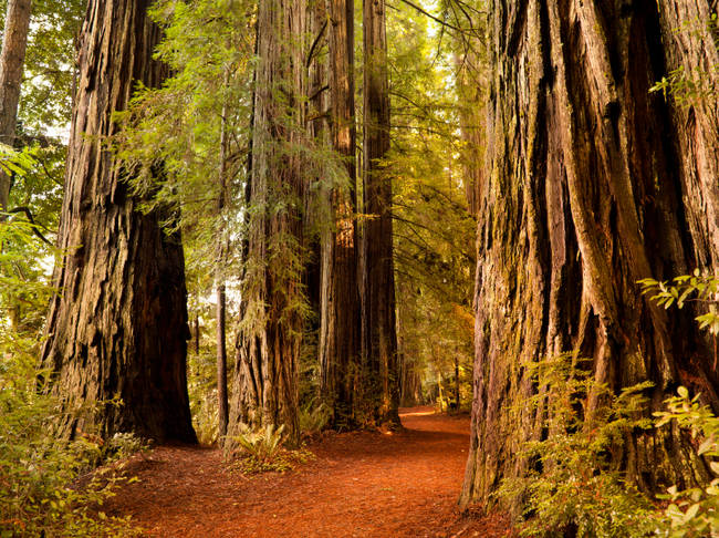 18.) Humboldt Redwoods State Park, California