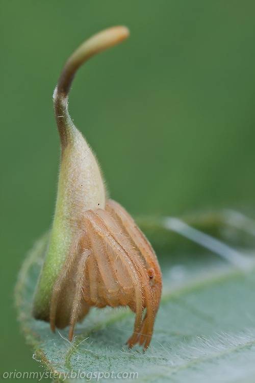 No, this spider is NOT part of the plant it is on.