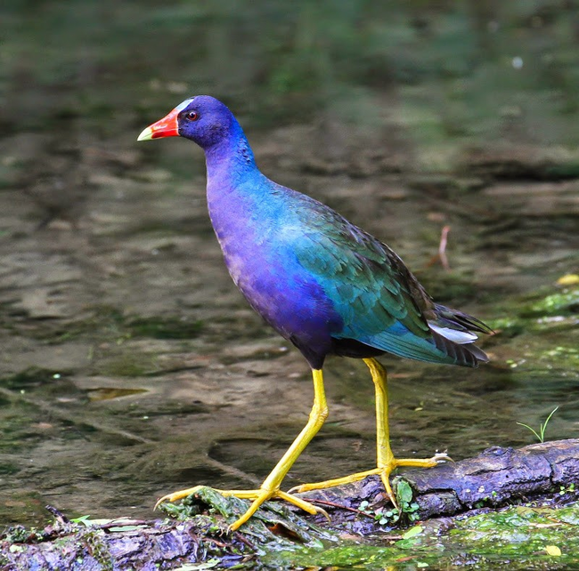 16.) Purple Gallinule