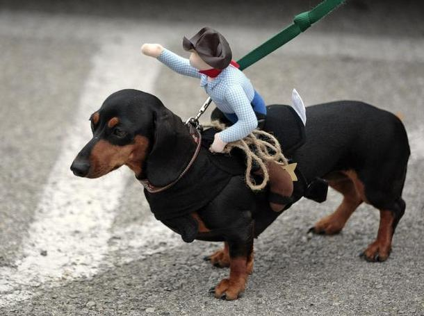 10.) Dachshund is German for "Badger dog," which points to their history as badger hunters.