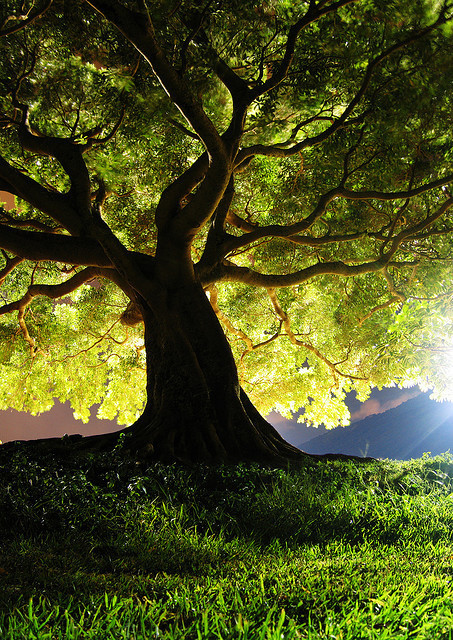 5. A tropical tree in Honolulu, Hawaii.