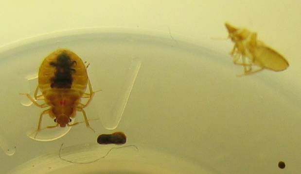 Bed bug eggs are nearly impossible to vacuum up because they are coated with a sticky glue like substance.