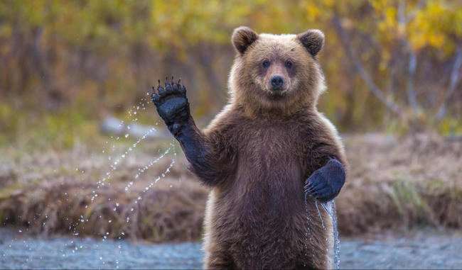 16.) A bear waving hello.