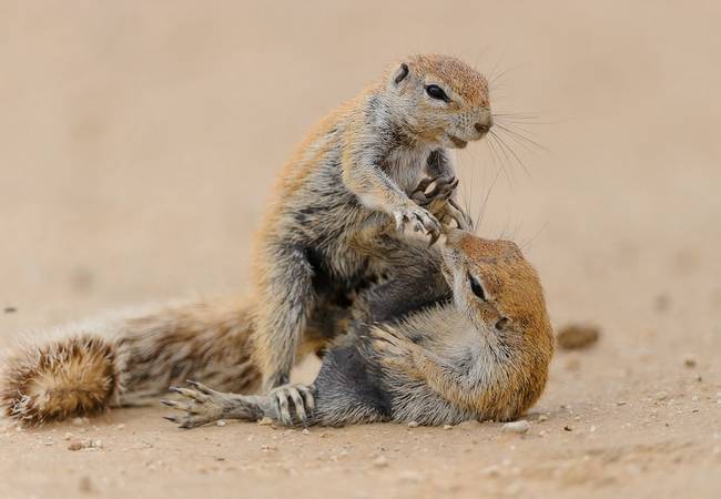 Maybe it's a rodent form of fight club?