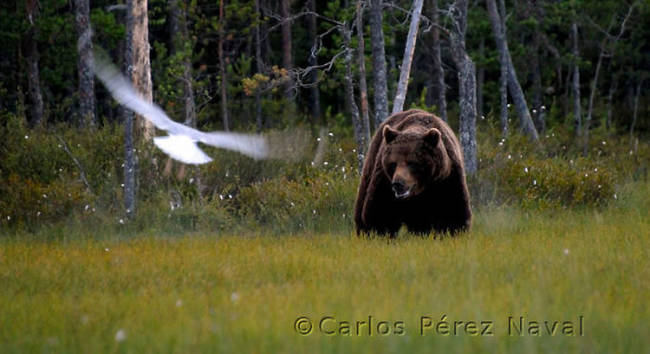 I can't imagine being a 9-year-old and getting this close to a gigantic bear.