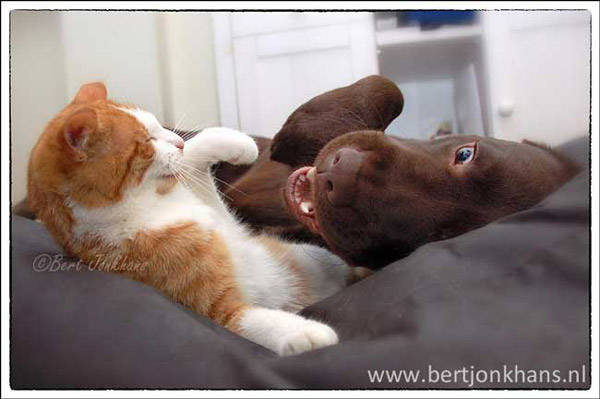 2.) Hessel, the Labrador, and Hannes, the cat, are the best of friends.