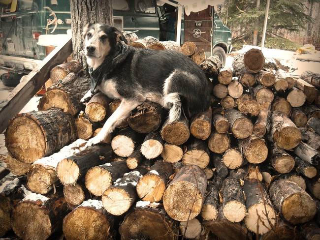 I think he realizes how important the wood is for their survival.