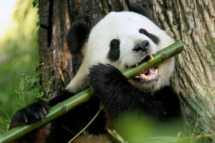 99% of a Panda's diet consists of bamboo, and bamboo isn't necessarily good for Pandas.