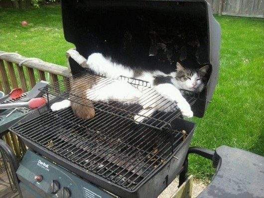 5.) Anyone want some cat burgers?