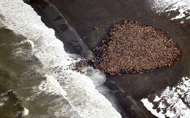 The animals were spotted during an annual marine mammal survey.