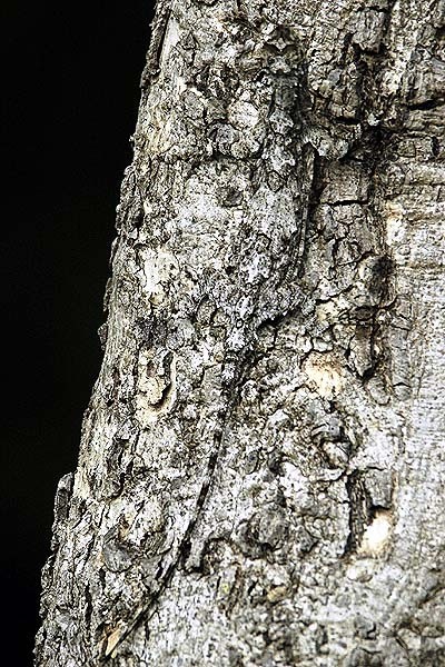 Indo-Chinese Flying Lizard