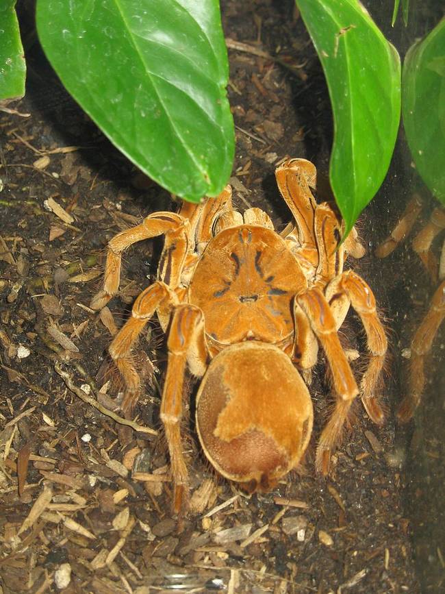 I think just the name of the goliath birdeater tarantula speaks for itself. The dude eats birds.