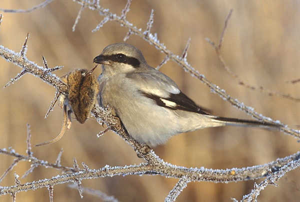 10.) Great Gray Shrike.