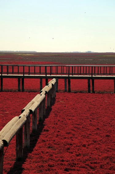 The red Sueda is one of the few species of grass that can grow in the highly alkaline soil of the area.