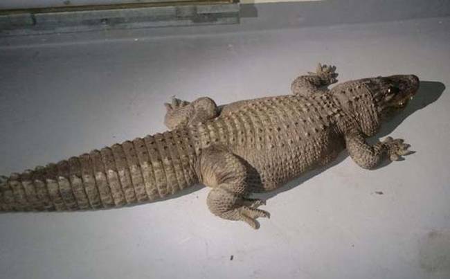 This is Jaxon, the alligator recovered by Los Angeles Animal Services. They received an anonymous tip about the gator, which had been owned illegally without a permit for the last 40 years. After obtaining a warrant, officials searched the property and turned up Jaxon.