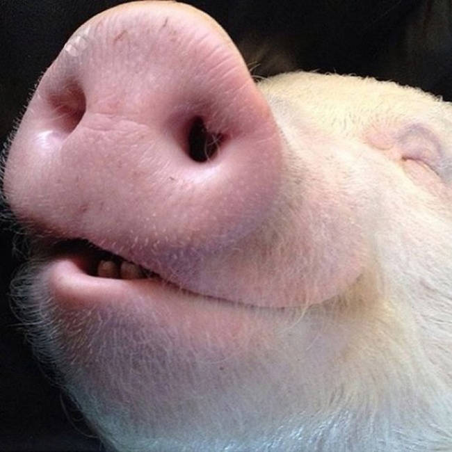 Pig smooches!