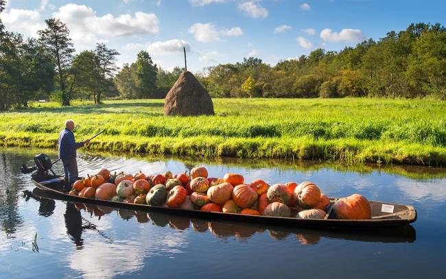 A German farmer with his fall pumpkin harvest.