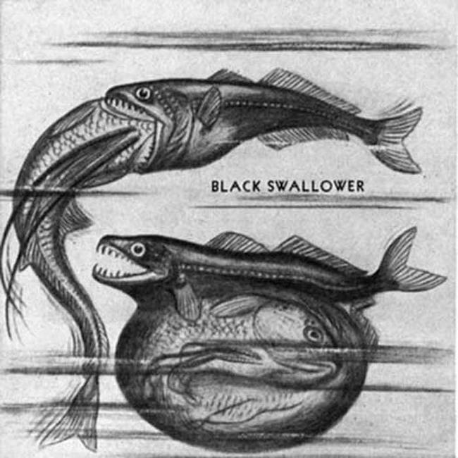 This little, unassuming fish is renowned for its ability to eat fish several times its size. In some circles, it's known as "the great swallower."