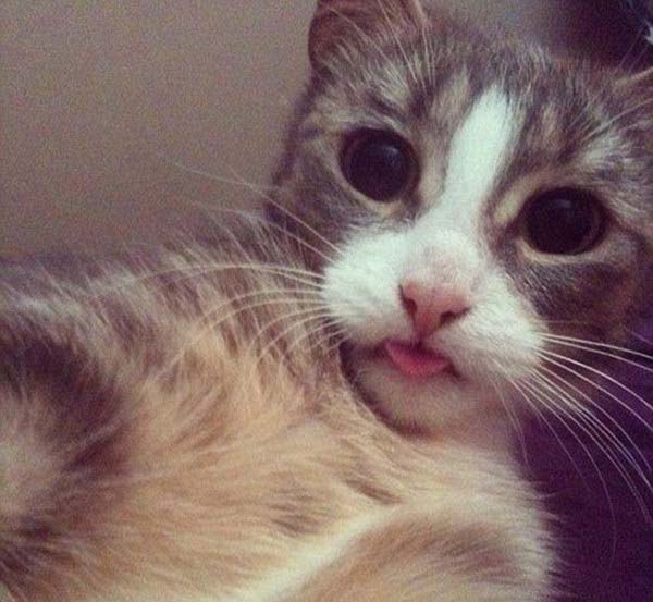 17.) But no one beats the cat selfie.