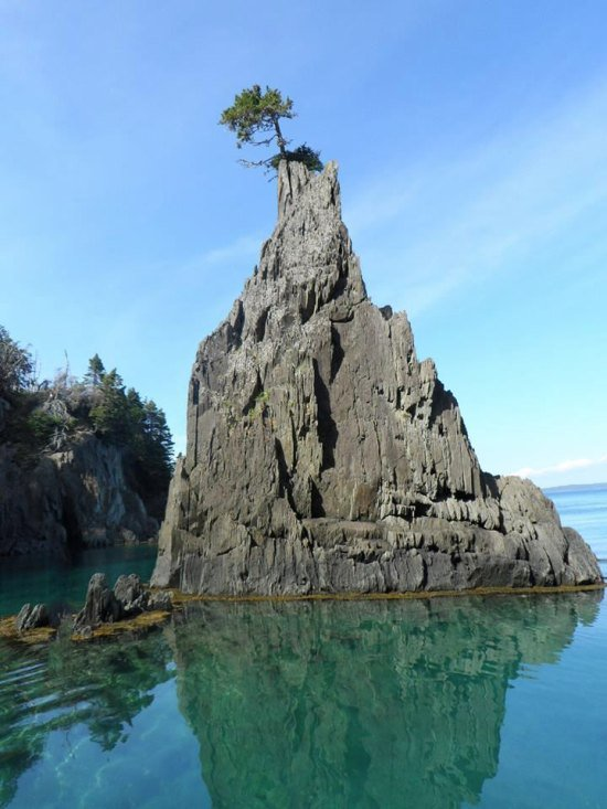 Who knows how this tree grew here, but now it has the best view around.