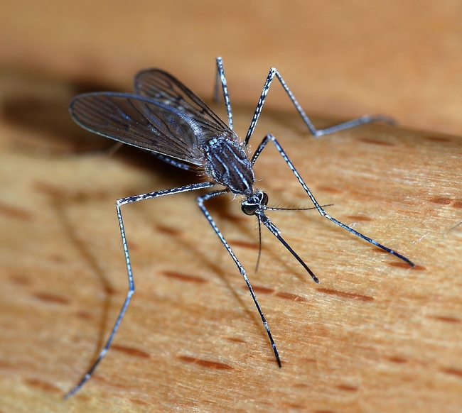 12. Mosquitoes - Can carry the dangerous West Nile Virus.