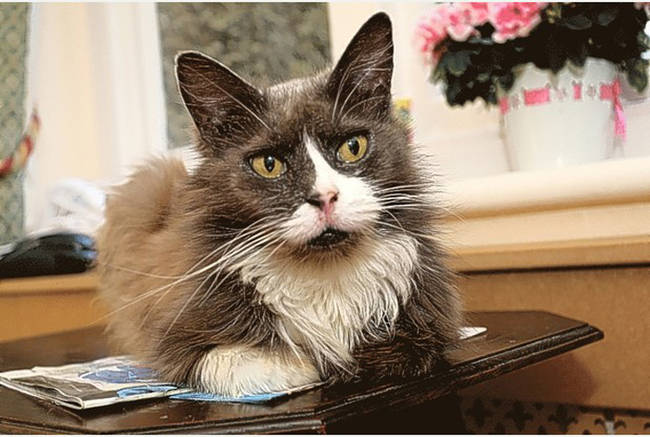 Soon after moving, workers at the care home noticed what they assumed was a stray cat taking residence on a bench outside.