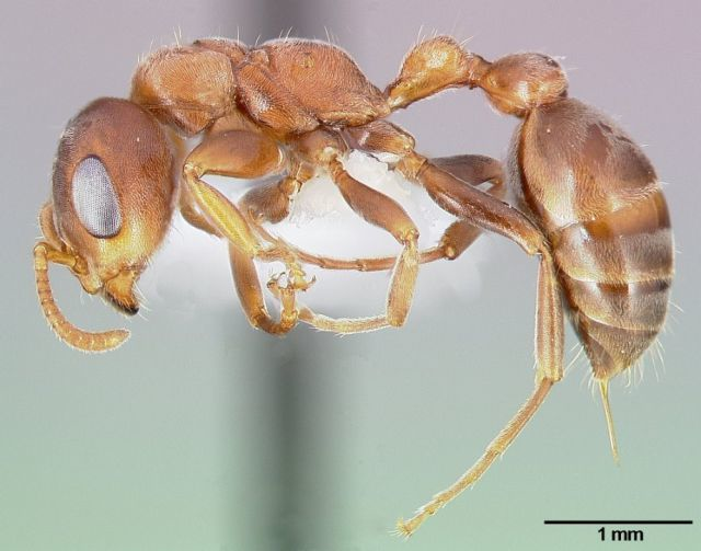 Bullhorn acacia ant: 1.8 on the pain scale. 
“A rare, piercing, elevated sort of pain. Someone has fired a staple into your cheek.”