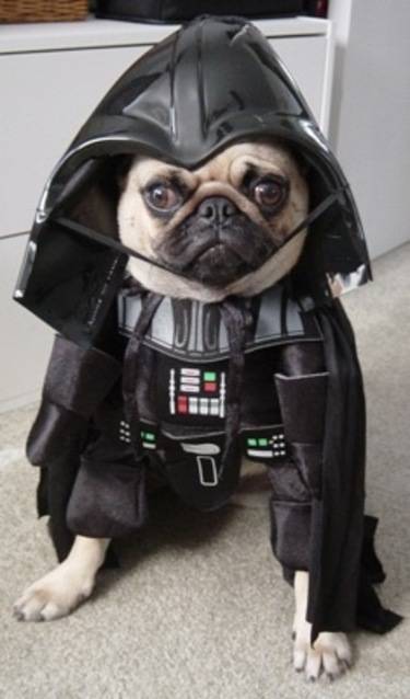 6.) Darth Pug