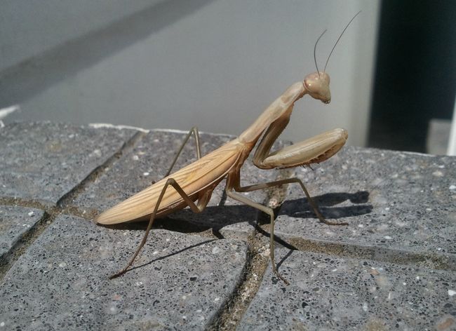 Praying mantis FTW.