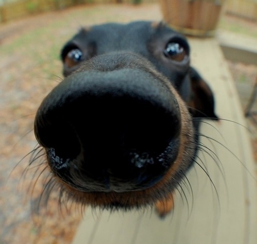 Some dogs are trained to detect high or low levels of blood sugar.  So maybe this guy is begging for Cheetos, or maybe he's watching out for your hypoglycemia.