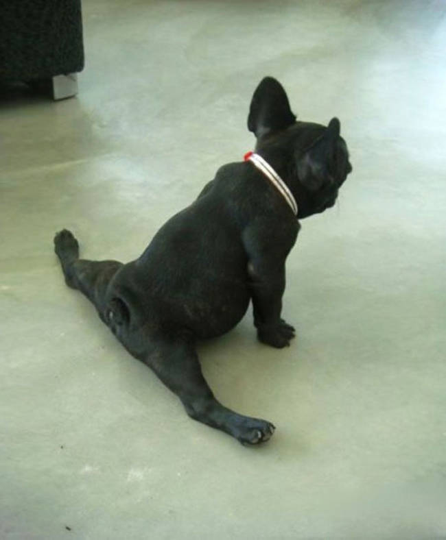 This pup who's mastered the split.