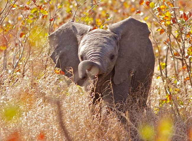 2.) A baby elephant will have an entire herd of mothers. After being carried in the womb for almost 22 months, mom needs some help, so everyone pitches in.