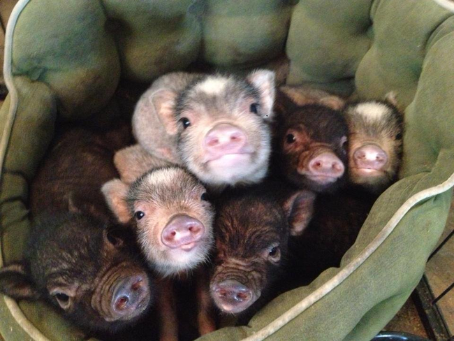 Pig pyramid.