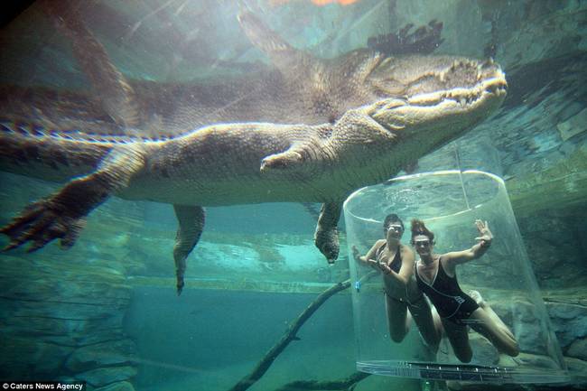 A spokesman for Crocosaurus Cove said: "People have a mix of fear and excitement when they enter the cage, the fear of not knowing what to expect and the excitement of getting so close to an animal this big."