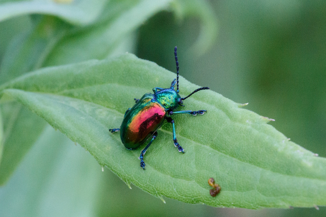 24.) Dogbane Leaf Beetle